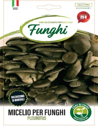 FUNGO PLEUROTUS