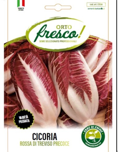 Cicoria Rossa di Treviso Precoce (Radicchio)