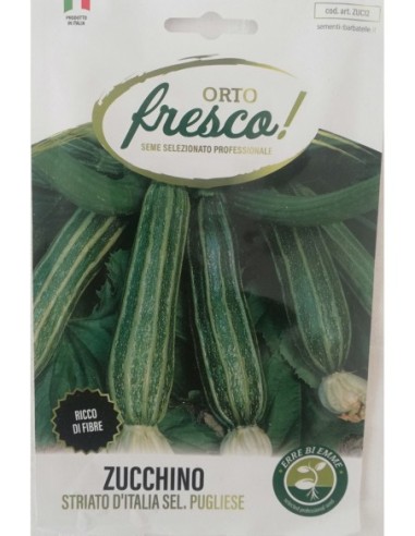 ZUCCHINO STRIATO PUGLIESE