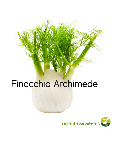 Finocchio Archimede