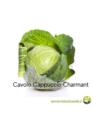 Cavolo Cappuccio Charmant