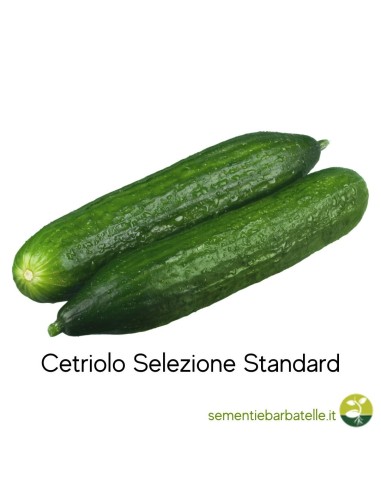 Cetriolo Selezione Standard