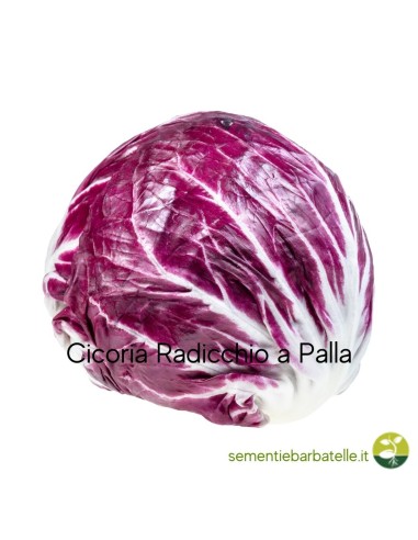 Cicoria Radicchio a Palla