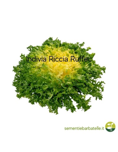 Indivia Riccia Ruffec