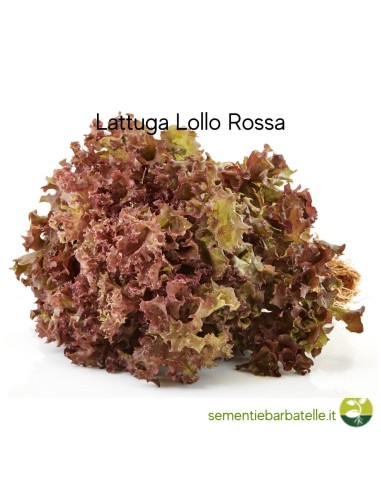 Lattuga Lollo Rossa