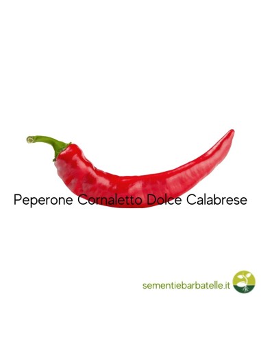 Peperone Cornaletto Dolce Calabrese