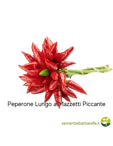 Peperone Lungo a Mazzetti Piccante