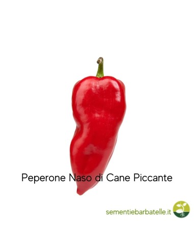 Peperone Naso di Cane Piccante