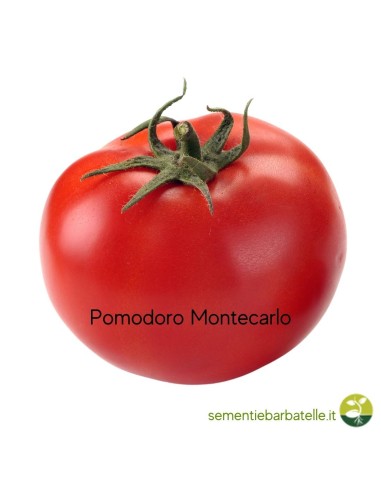 Pomodoro Montecarlo