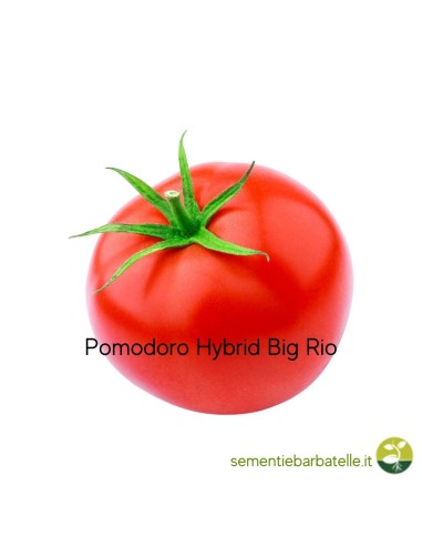 Pomodoro Hybrid Big Rio