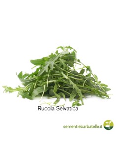 Busta da 20 gr di Semi di Rucola selvatica a foglia d'ulivo –